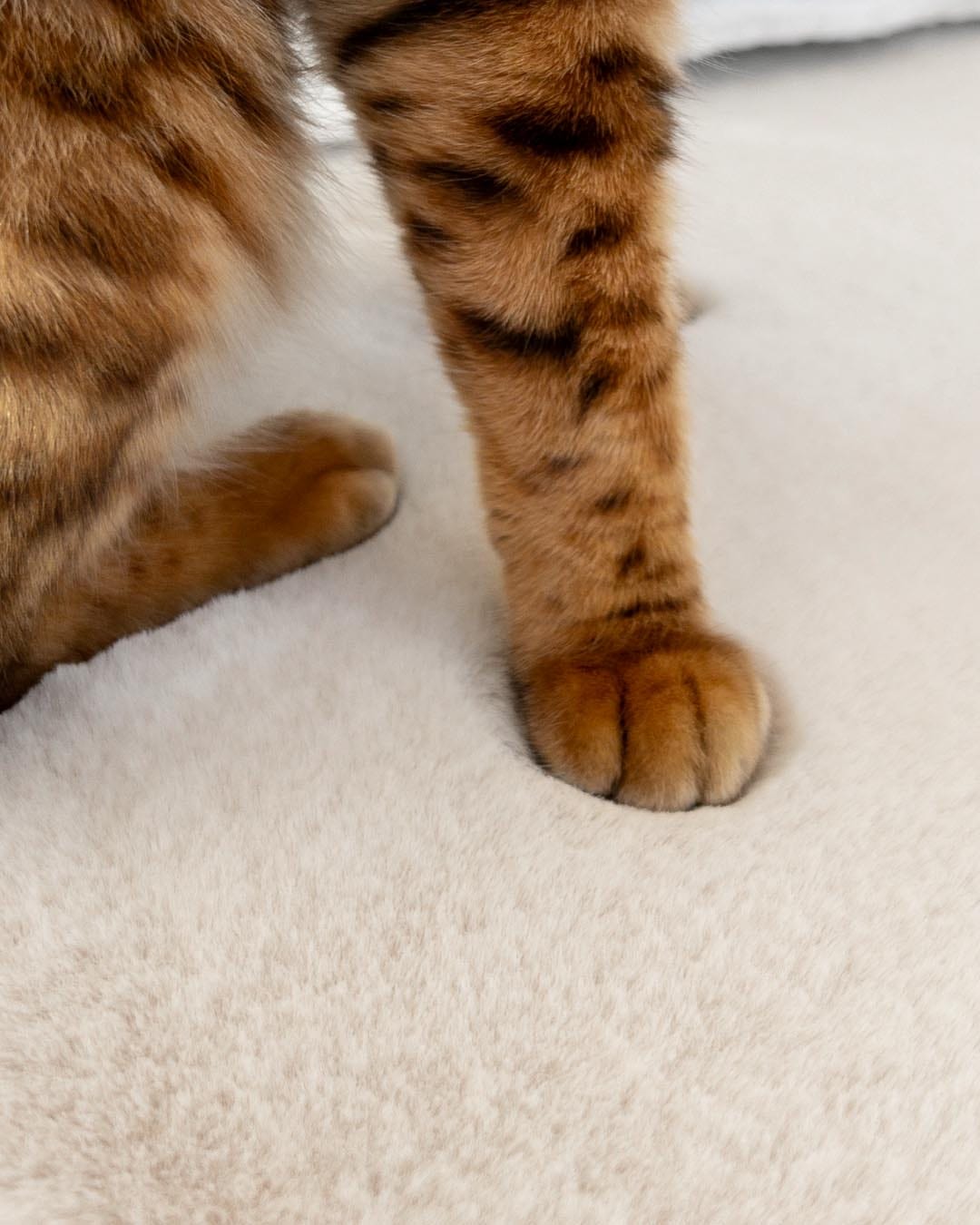 Becca Cream Shag Rug