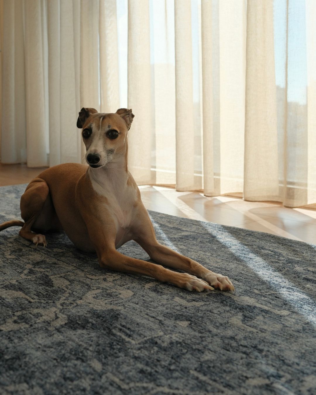 Celia Tonal Distressed Ink Blue Rug
