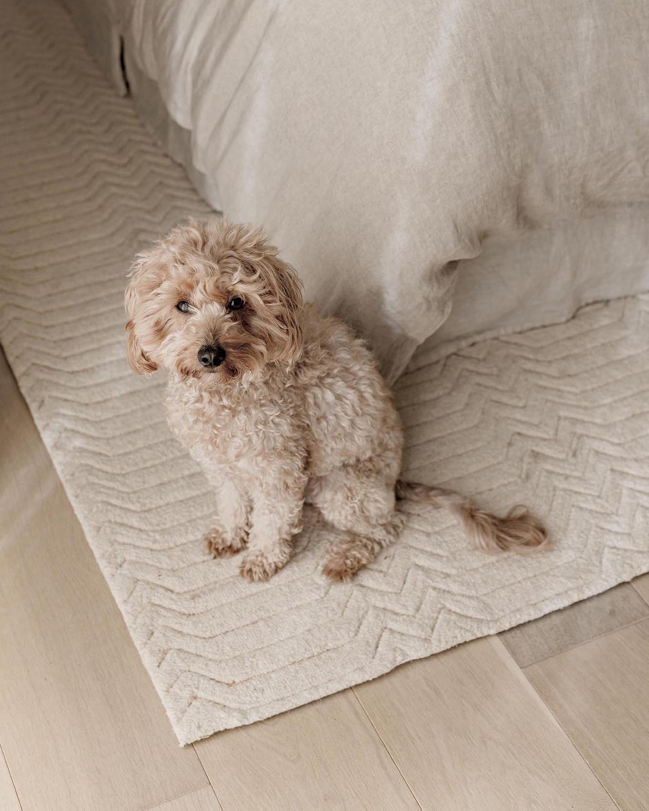 Cualli Ivory Cream Textured Rug