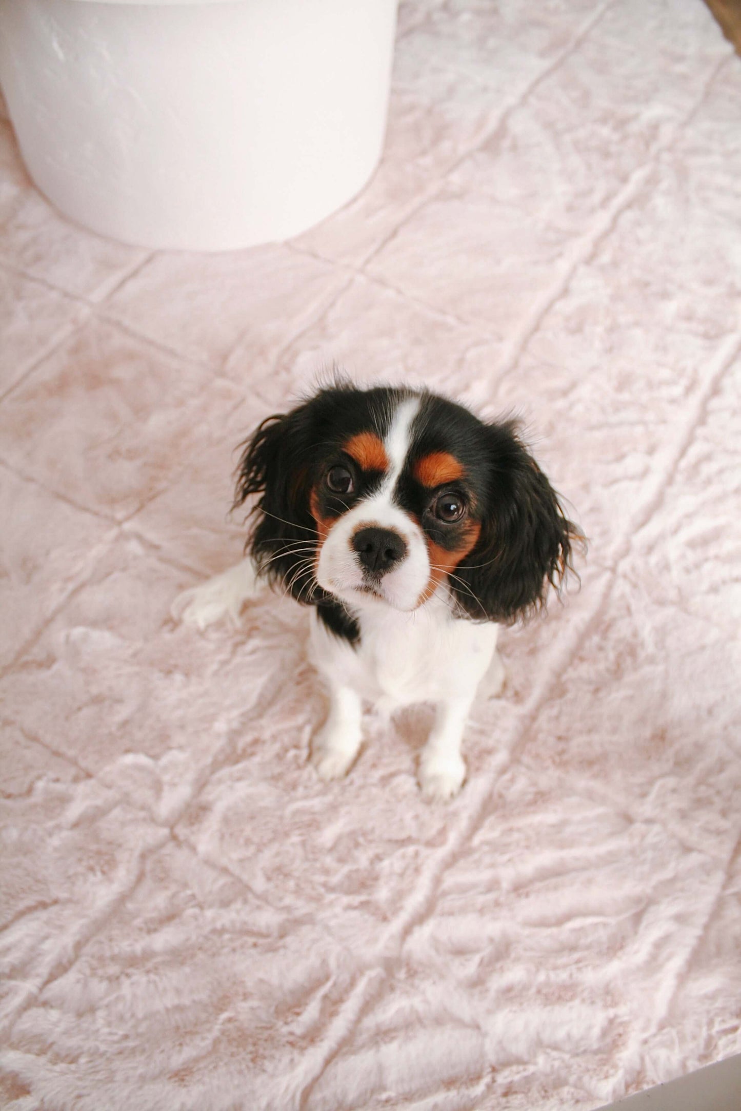 Karlie Blush Pink Diamond Shag Rug