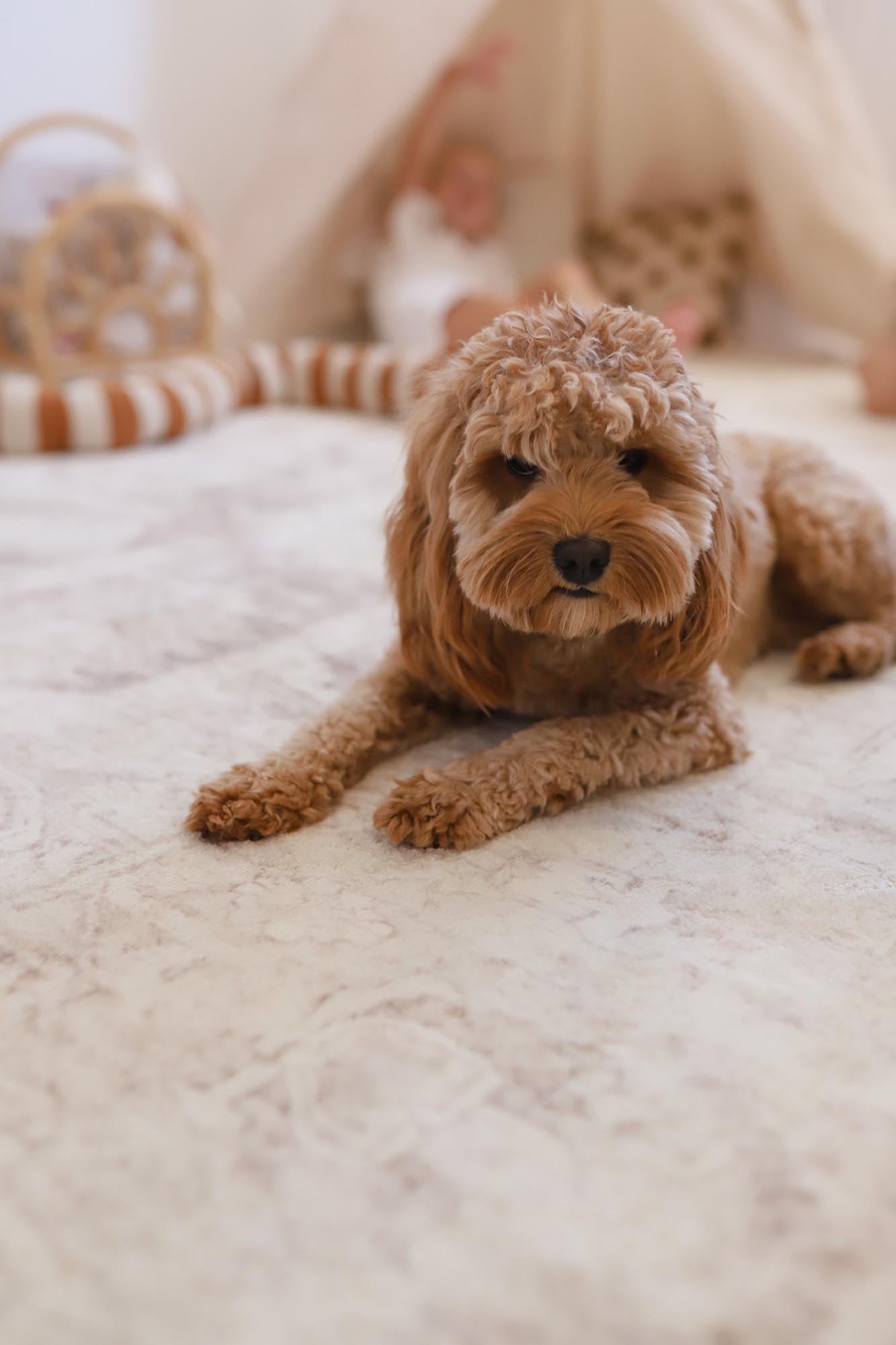 Patina Cream and Beige Distressed Washable Rug