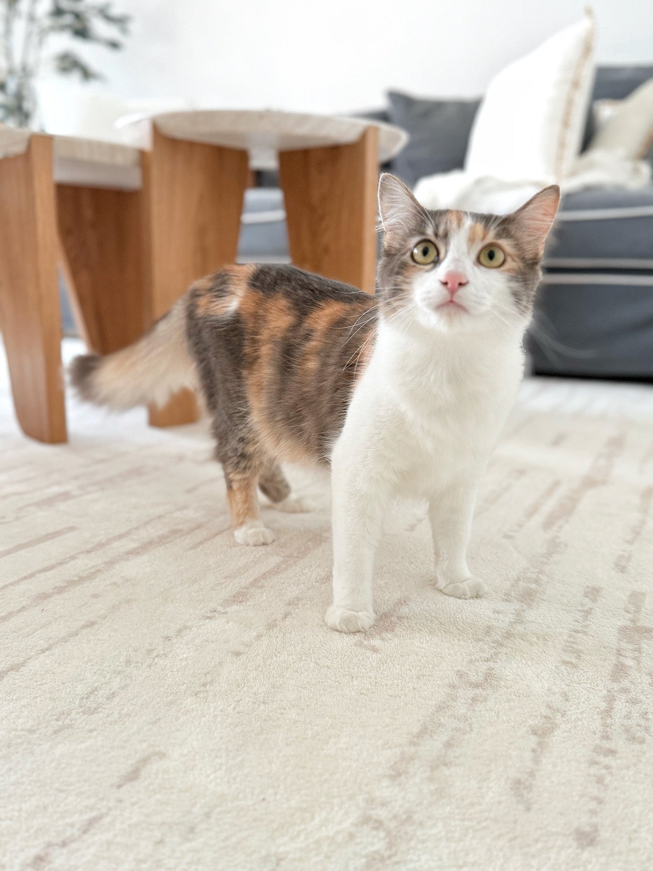 Tandara Grey and Cream Abstract Pattern Washable Rug