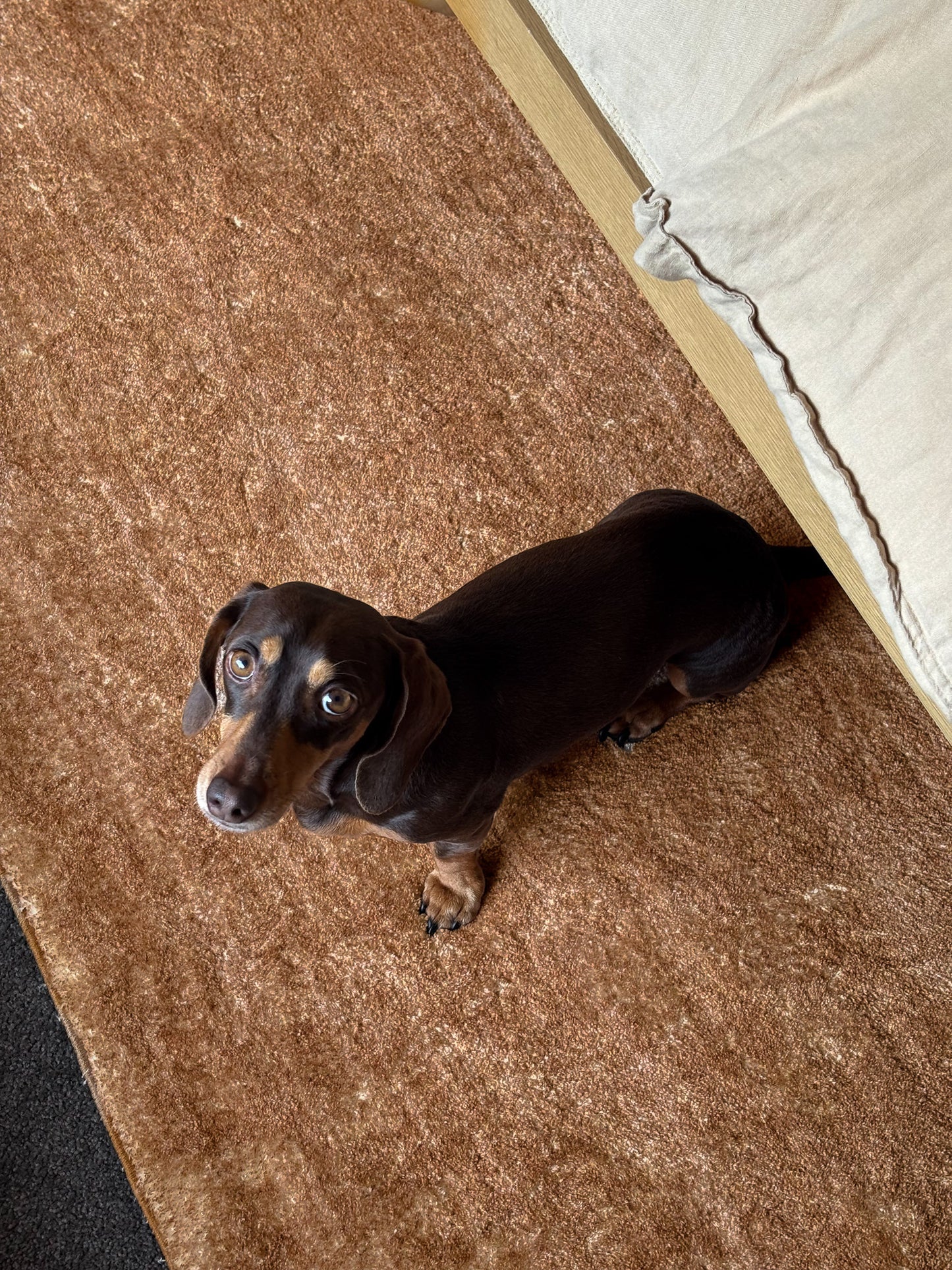 Zoey Caramel Washable Rug